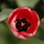 Core Values - Core of Tulip