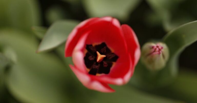 Core Values - Core of Tulip